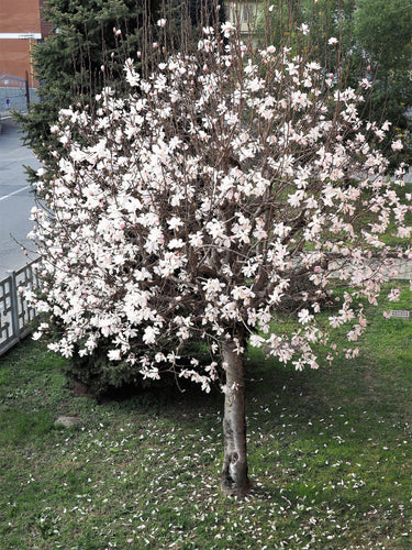 10 SWEETBAY MAGNOLIA Virginiana TREE Shrub Native Sweet Bay, White Bay, Laurel Magnolia - White 3